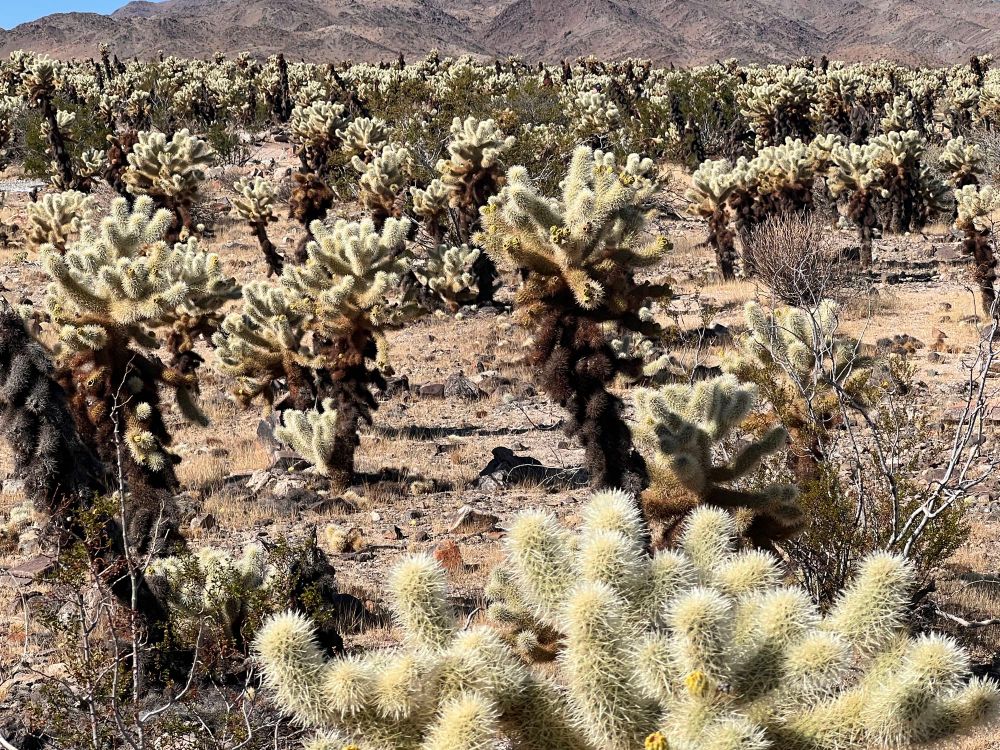 Cholla cactus patch