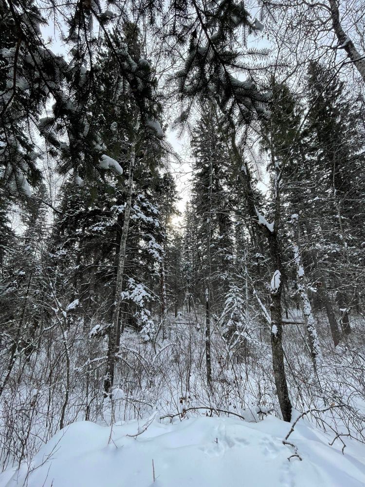 Image of a snow covered forest of pine trees. Taken on said slow walk. 