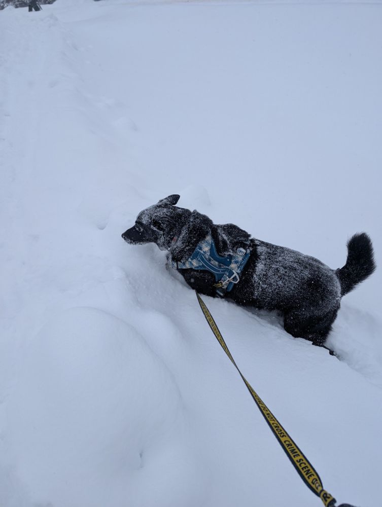 Black dog in a snow ditch wearing a blue harness who is covered in snow. 