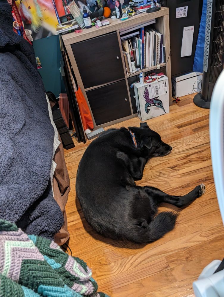 Black dog laying around a messy and colourful room