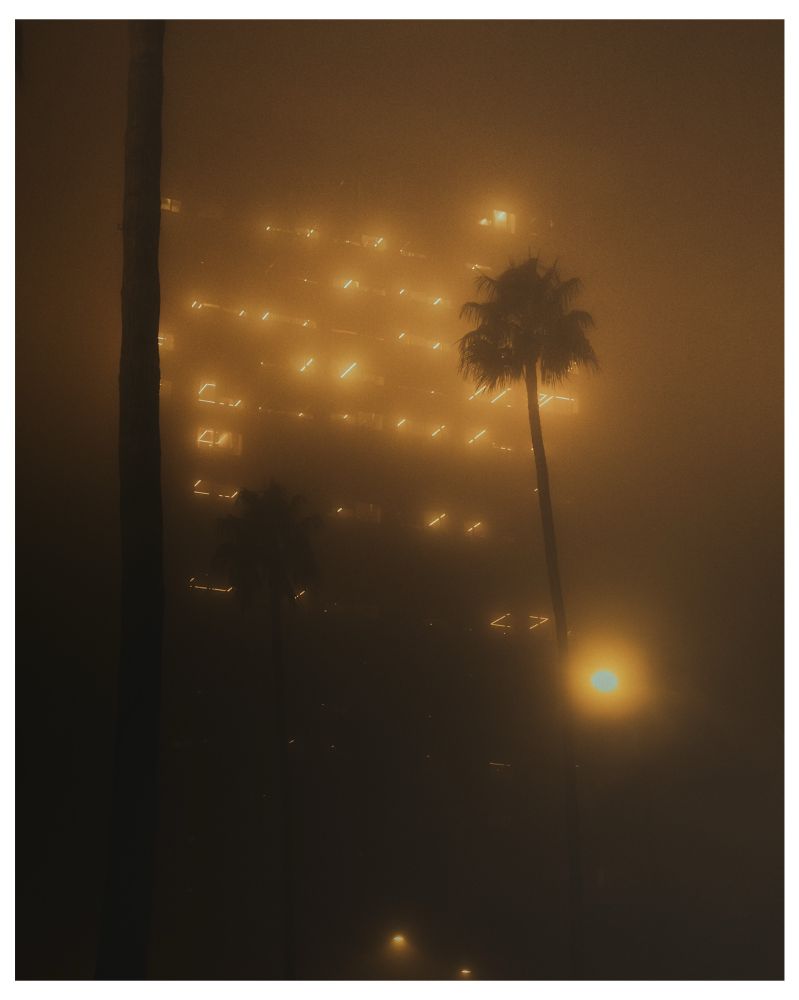 Skyscraper lights filter through fog, framed by palm trees