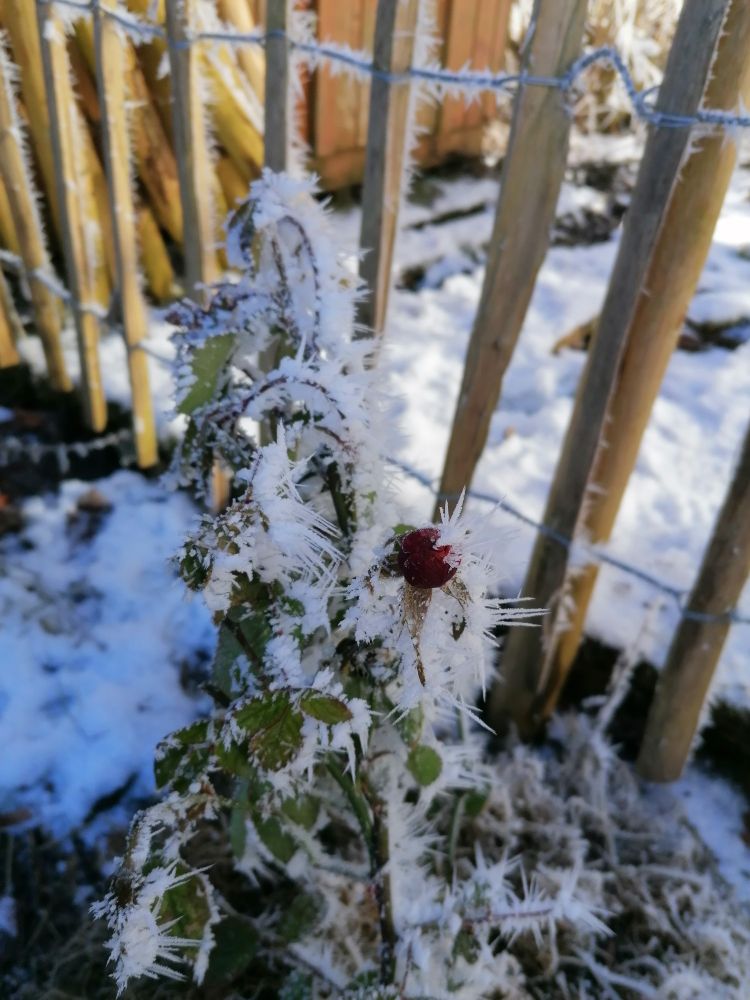 Rosenpflanze mit Reif überzogen. Lange, weiße Spitzen an grünen Blättern und einer geschlossenen roten Knospe. Im Hintergrund ein Holzzaun und Schnee. 