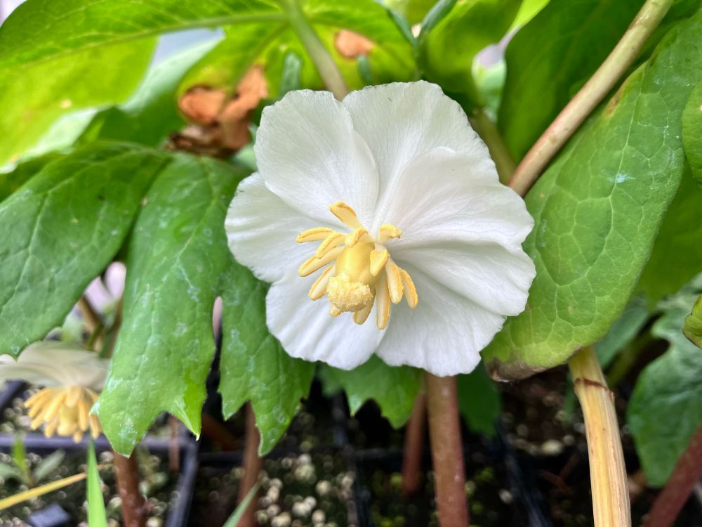 Mayapple (Podophyllum peltatum) in bloom 