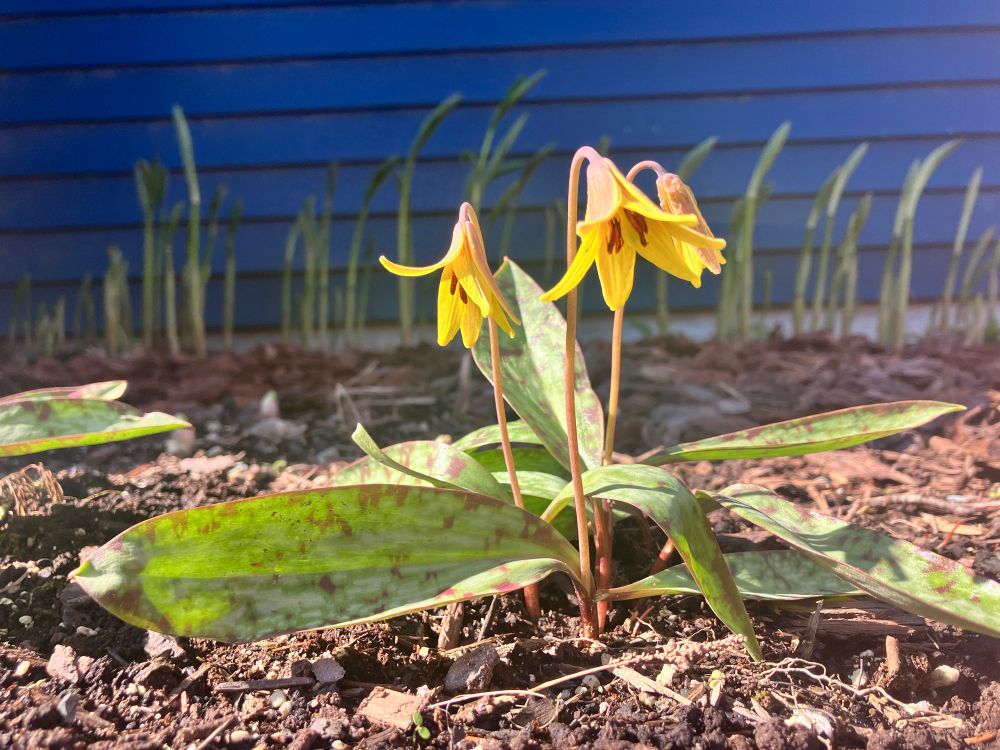 Trout lily (Erythronium americanum) has delicate, canary yellow blossoms which look like ballet skirts nodding from reddish stems. Close to the ground are mottled green and brown leaves which resemble a brook trout – the source of its name. A spring ephemeral, it blooms for a short season in May when days are long but temperatures are cool. Once the summer heat arrives, it dies back for another season.