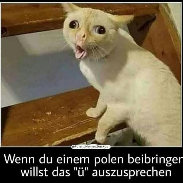 Foto einer Katze mit verzogenen Gesicht und dem Spruch : Wenn du einem Polen beibringen willst das ü auszusprechen.