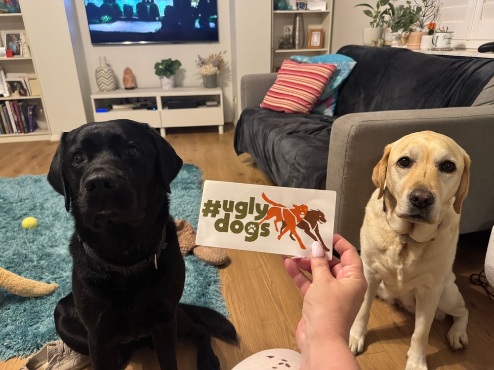 A black Labrador and a yellow Labrador either side of a sticker that reads “ugly dogs”