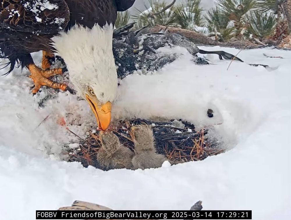 An adult eagle feeds two eaglets in a snow covered nest 