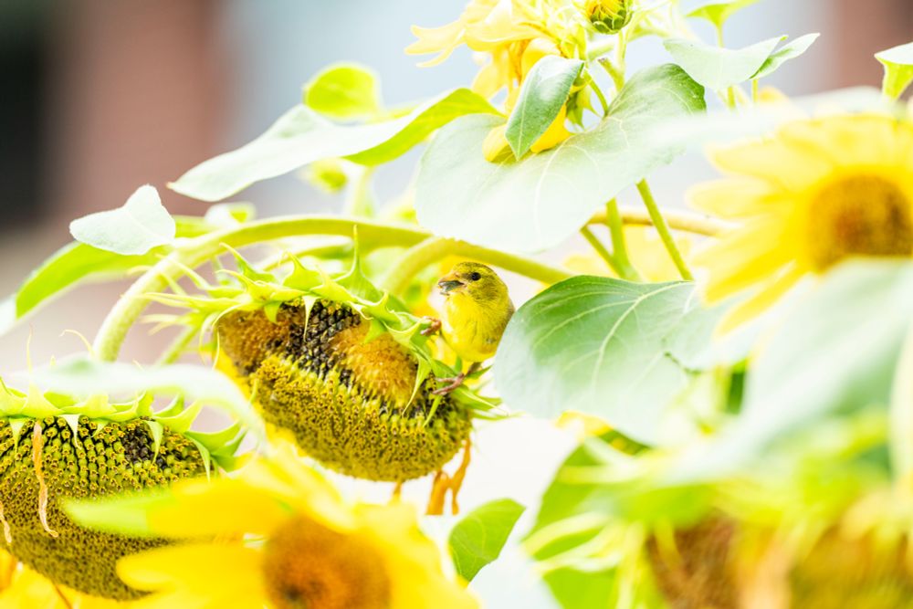An American Goldfinch sits on a large sunflower shaded by a large leaf, a seed in its mouth, head tilted away from the photographer. The image is almost blown out, bright yellows, and pale greens dominating and an arc of sunflowers adds depth and context. In the background upper left to right a silhouette of a window frame betrays the urban setting.