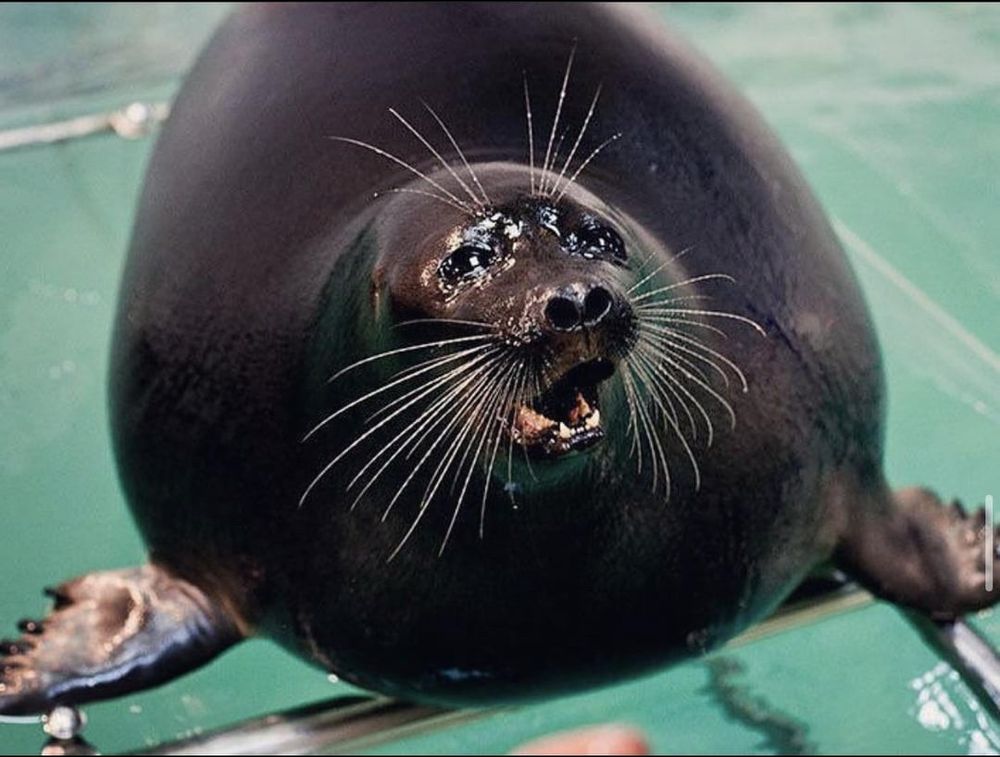 Seal with eyes on the verge of tears stares at the camera with its mouth open as though it is going to sob
