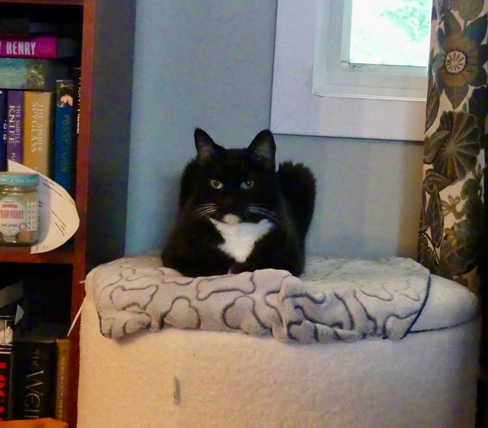 Tuxedo cat sitting on a white ottoman by the window.