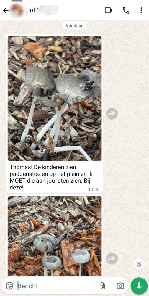 Screenshot van WhatsApp met de juf van school. Ze stuurt foto's van paddestoelen met de tekst: Thomas! De kinderen zien paddenstoelen op het plein en ik MOET die aan jou laten zien. Bij deze!