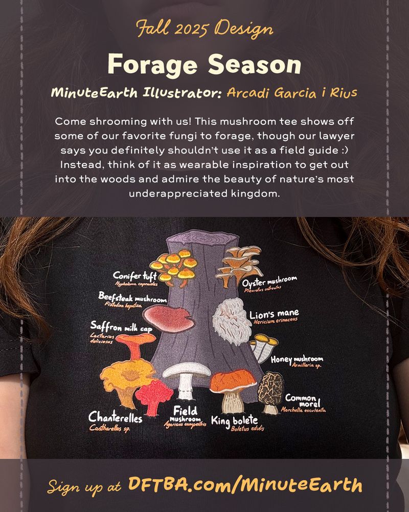 Black t-shirt featuring colorful illustrations and names of various mushrooms like Lion's mane, Chanterelles, and King bolete around a tree stump graphic.