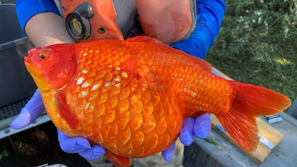 Once They Were Pets. Now Giant Goldfish Are Menacing the Great Lakes.