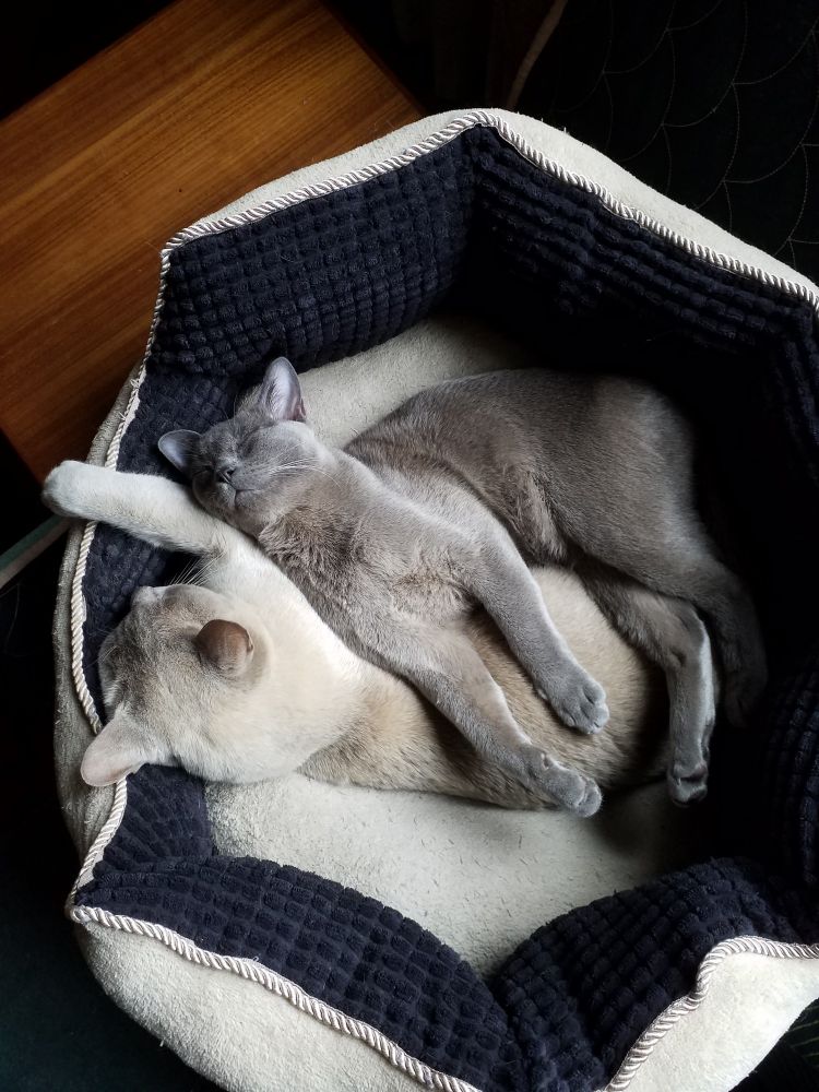 Two grey cats lying on top of each othrr in a soft basket
