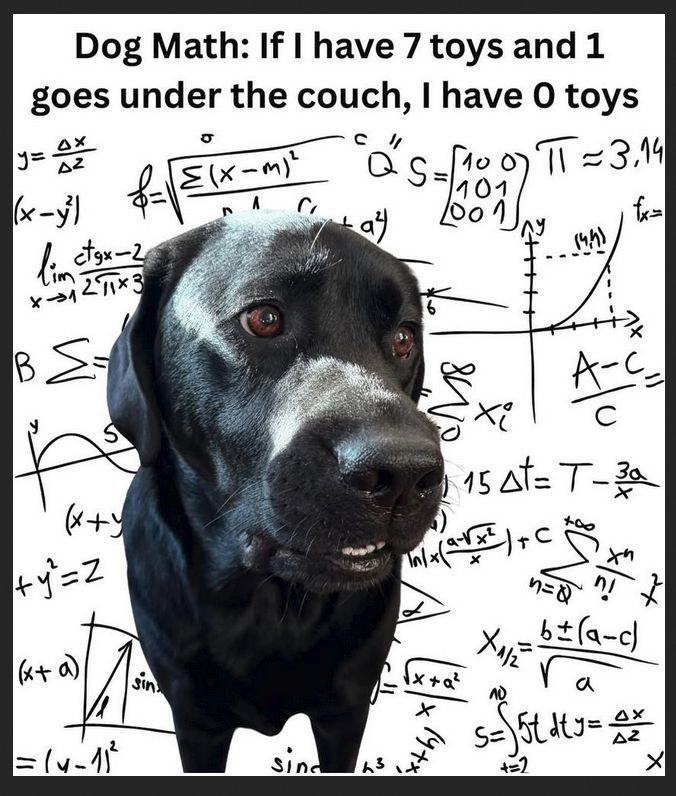 Dog has zero toys