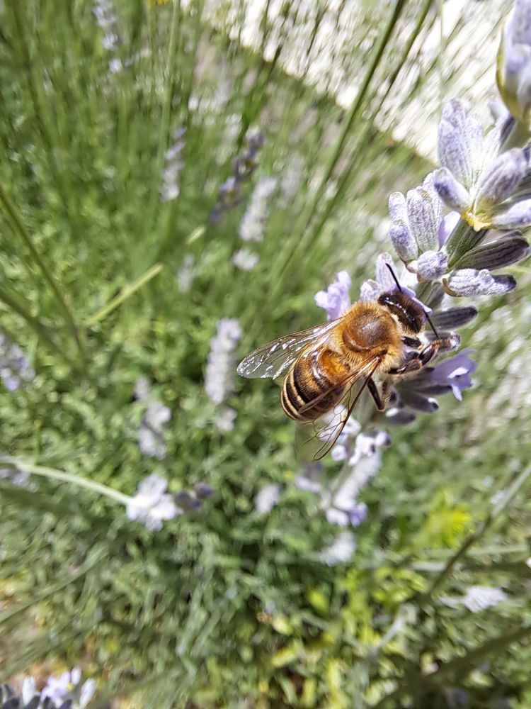 A picture of a bee pollinating a lavender. 