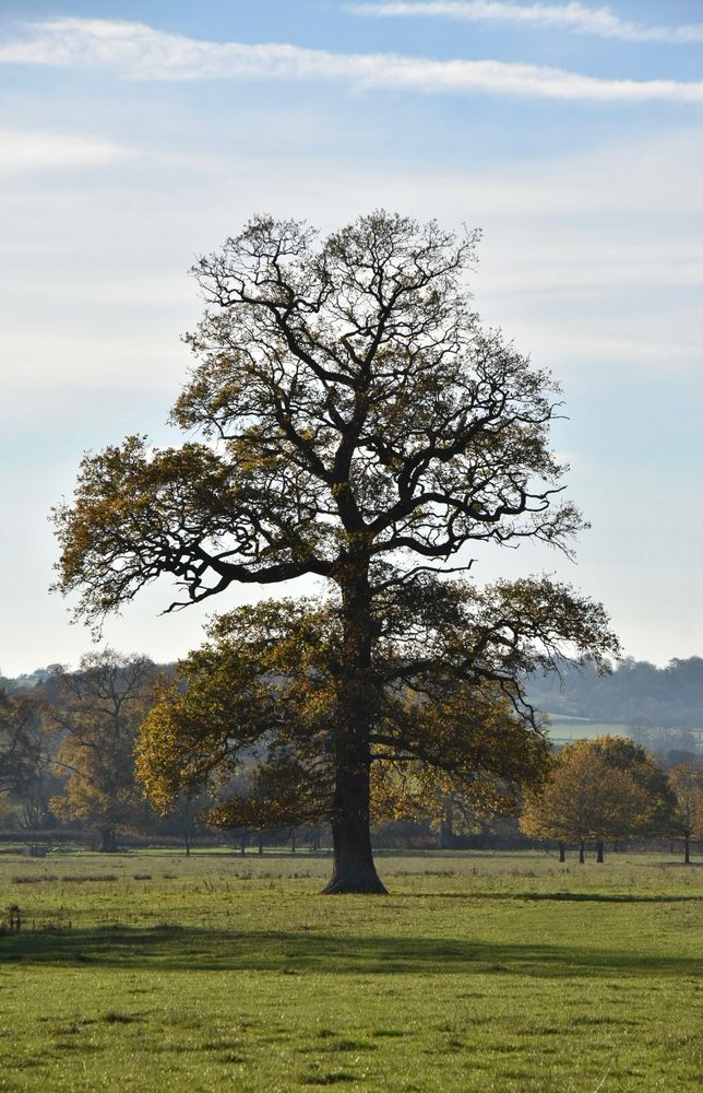 A photo of a single, very large tree, on open grassland. Behind by quite a long distance are many much smaller trees.