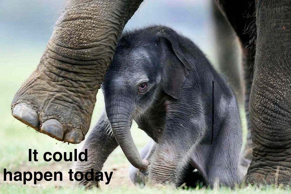 Cute baby elephant playing next to its mothers huge foot