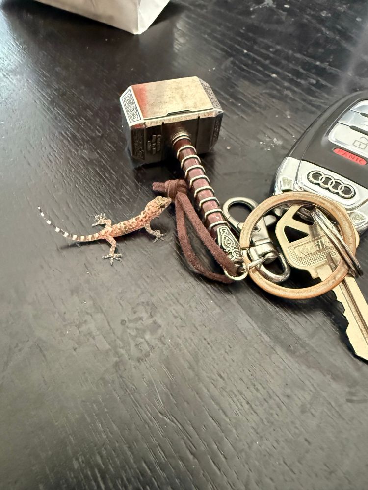 A baby house gecko chilling next to my mjölnir keychain 