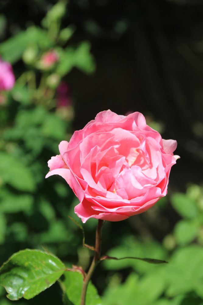 Another picture of a pink rose