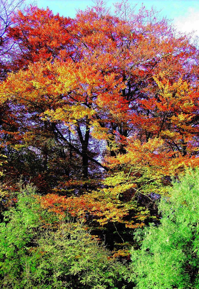 Pictures of trees with autumn colours