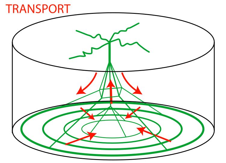 Scheme of the transport process inside microwells.