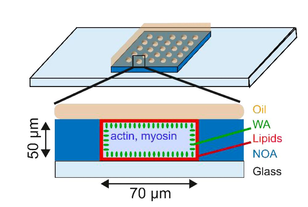 Schematics of a lipid coated microwell.