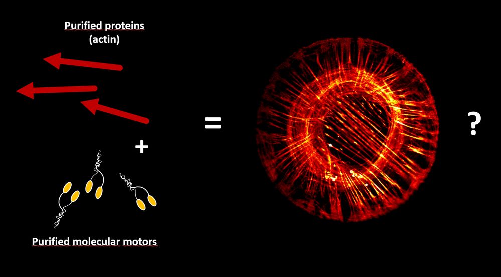 Schematics of "in vitro reconstitution", i.e. the use of purified proteins to build cellular architectures in a lab environment.