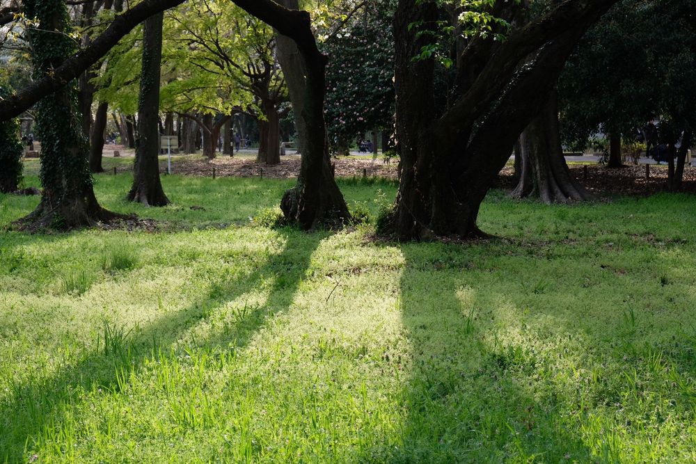 桜の木の下のふわふわの緑の草がきらきらひかってきれいだった