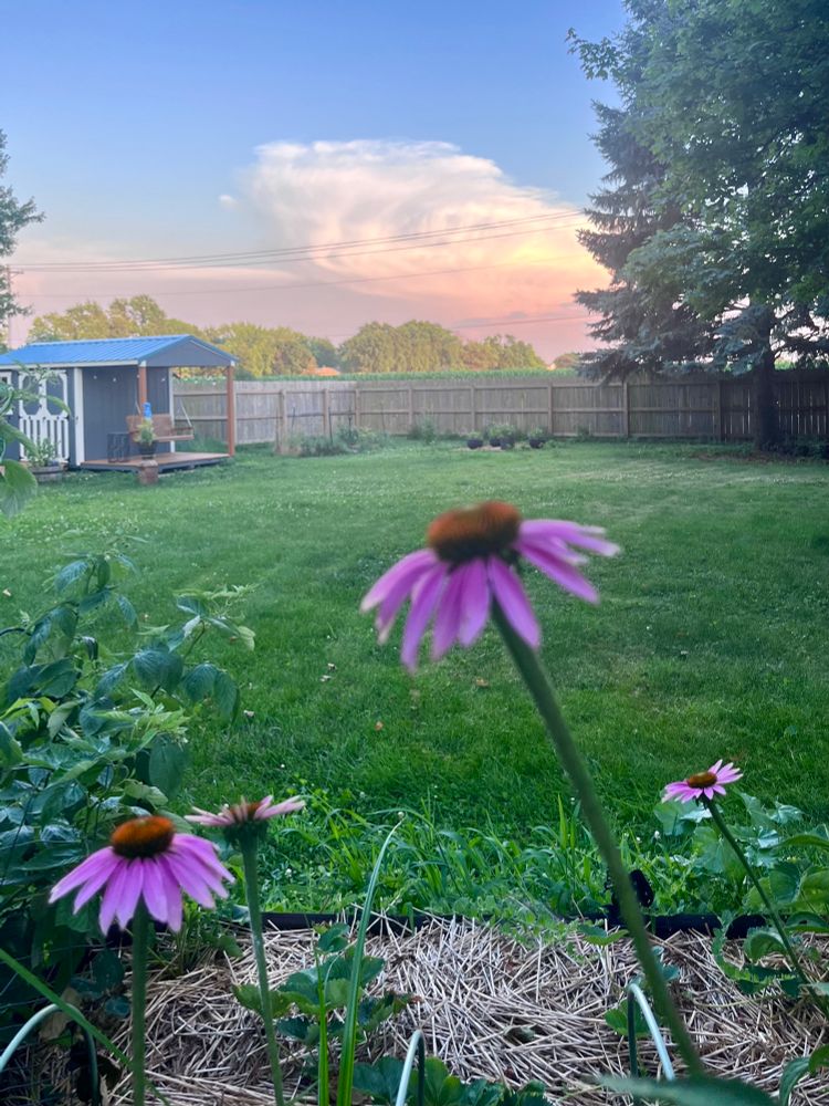 Purple coneflowers in bloom in the foreground, illuminated clouds in the distance just prior to sunset
