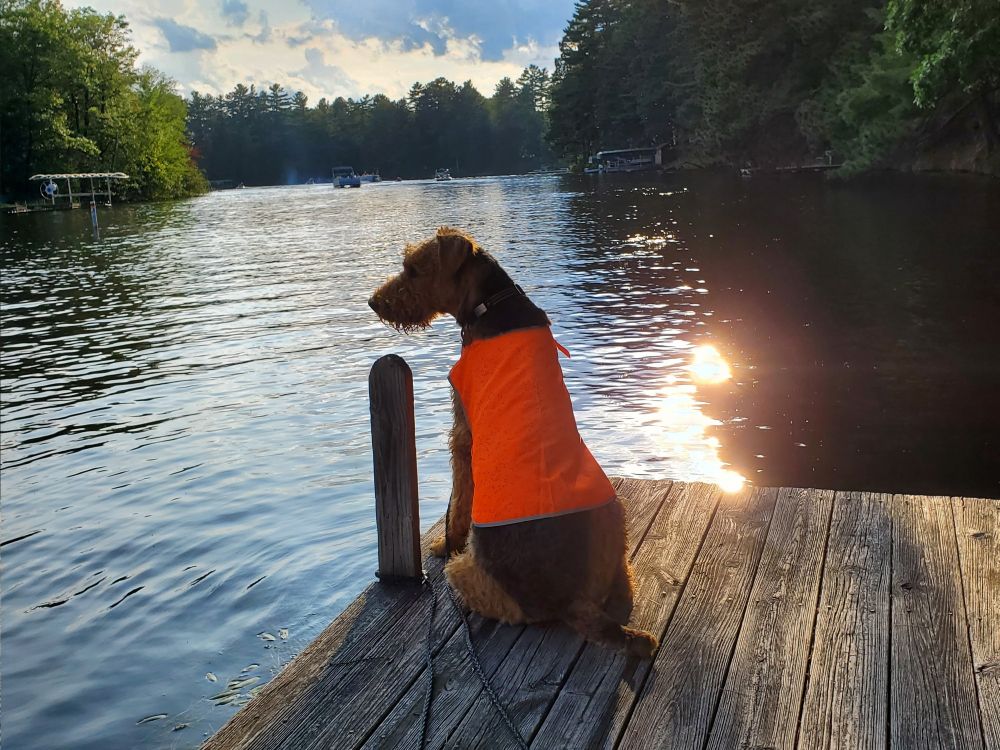 An Airdale terrier sits on a dock with his back to the camera. He is looking to his left, and he is wearing a bright orange reflective vest. The scene behind him is of a river, with green foliage on either side of the water.