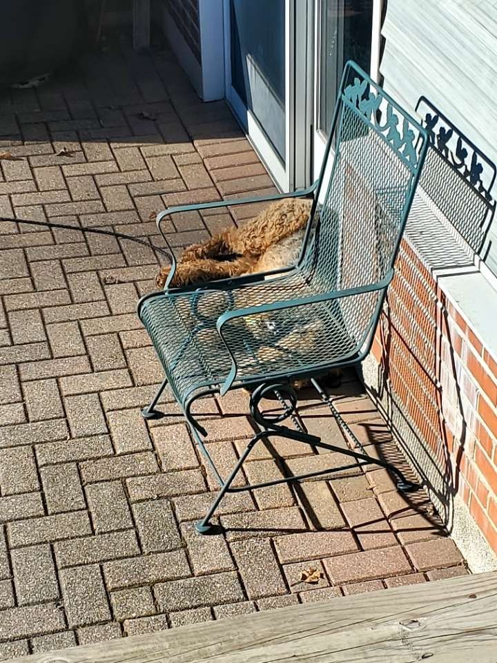 Airedale Terrier laying on his side on a red brick patio. His back is against a sliding door. He is obstructed in view a bit due to a patio chair in the foreground.