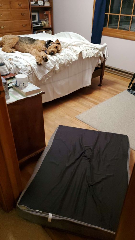 A dog bed flipped upside down in the foreground. And Airedale Terrier is laying on the bed in the background.