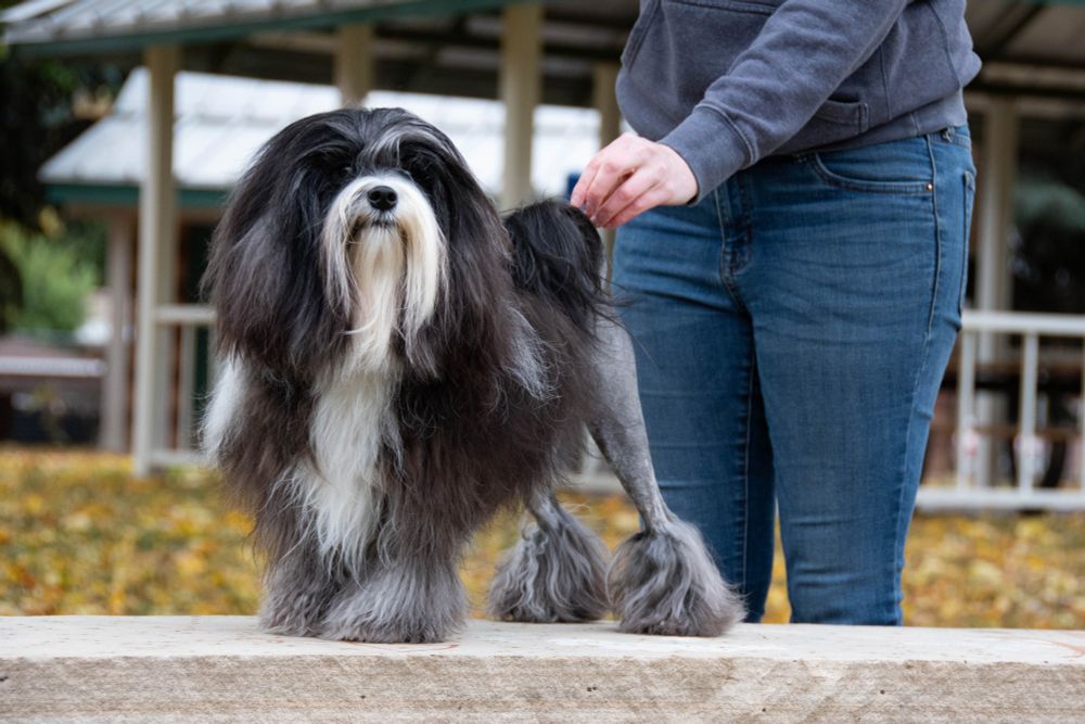 A black and white dog standing 3/4 to the camera. She is proudly looking off in the distance, past the camera. Her owner is barely in view but is standing behind her touching her tail. The background contains yellow fall leaves and a picnic shelter.