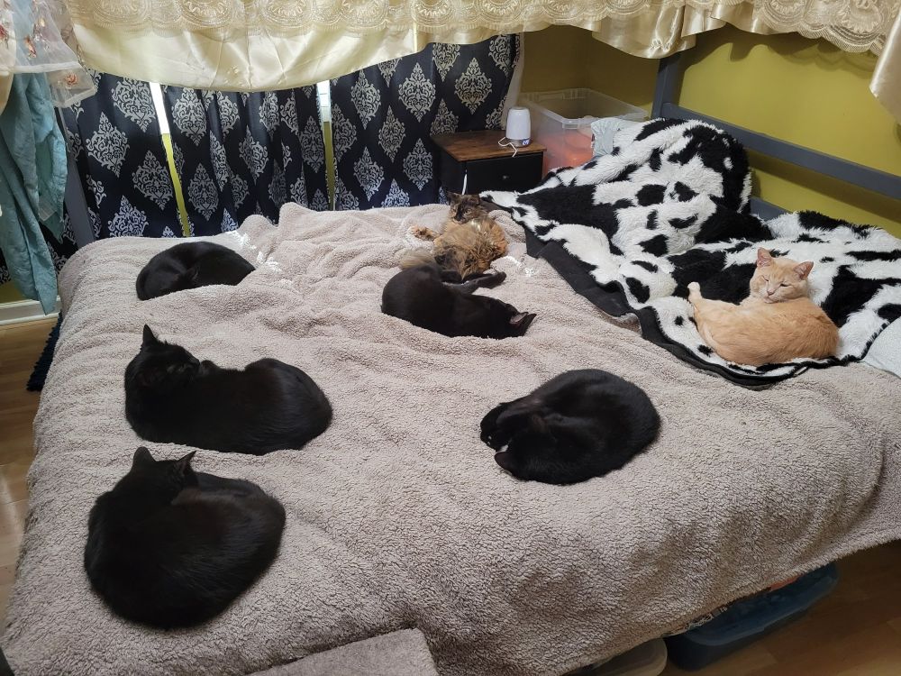 seven cats on a bed with many different fabric materials represented