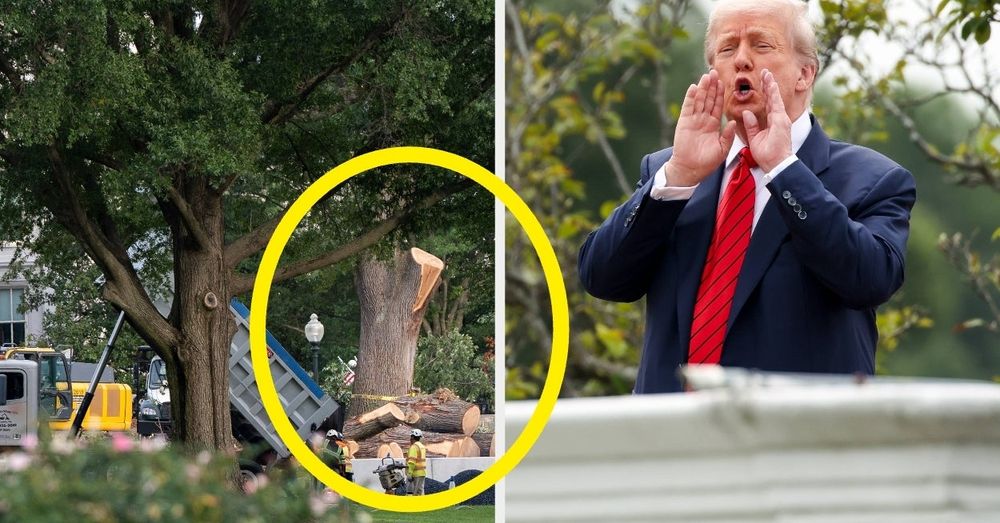 from Buzzfeed, one of the trees getting brutalized to make room for DJT's big ugly ballroom White House renovation