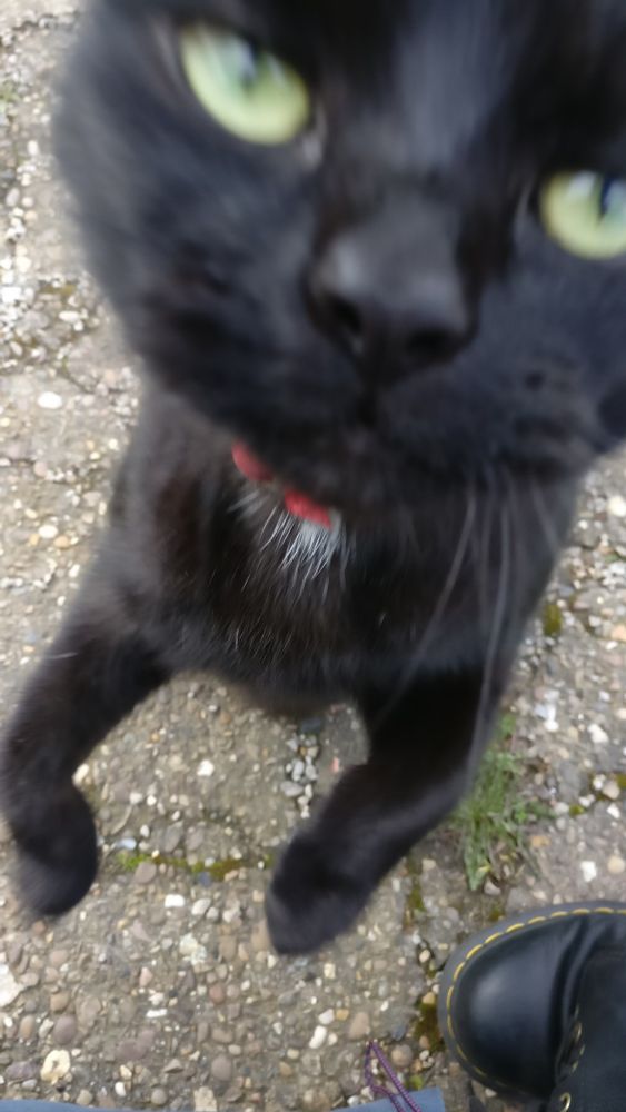 Black cat face booping the camera. The image is blurry due to the speed of the cats movement. What a scamp.