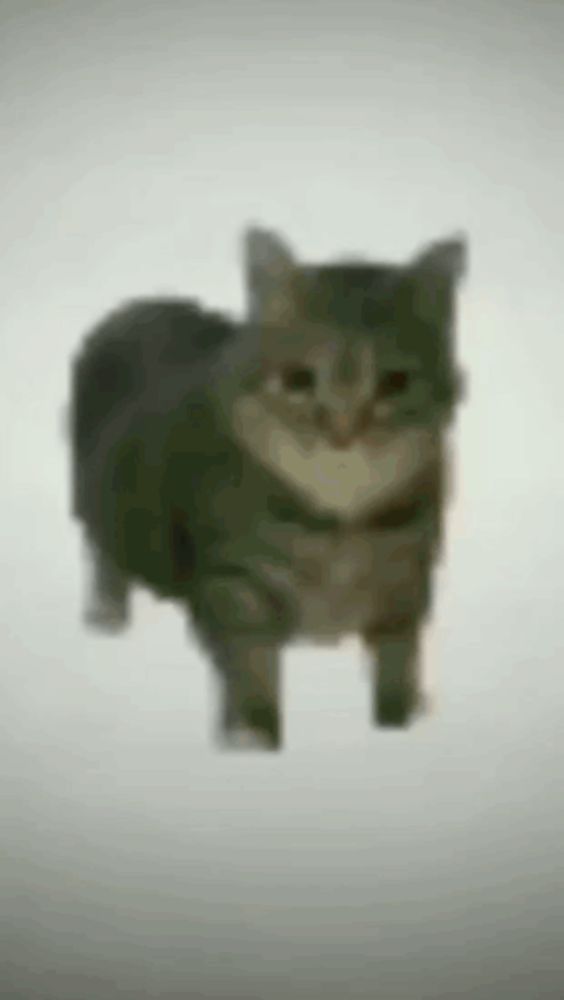 a blurry picture of a cat walking on a white background .