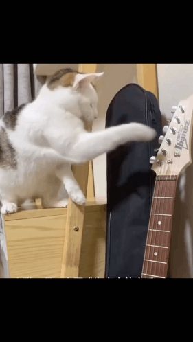 a cat playing with a guitar that says ibanez