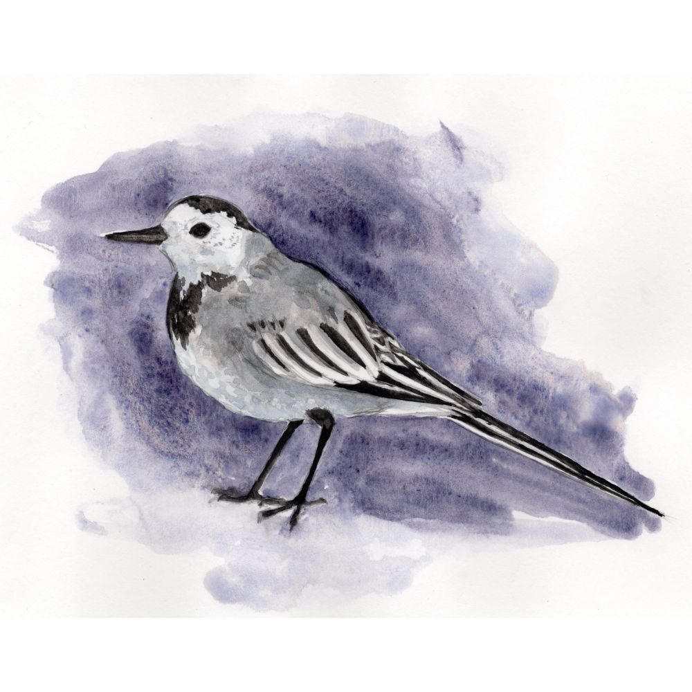 Acuarela de una lavandera, esos pájaros pequeños, redondos y de color gris y blanco con detalles negros en cabeza, cola y extremos de las alas.