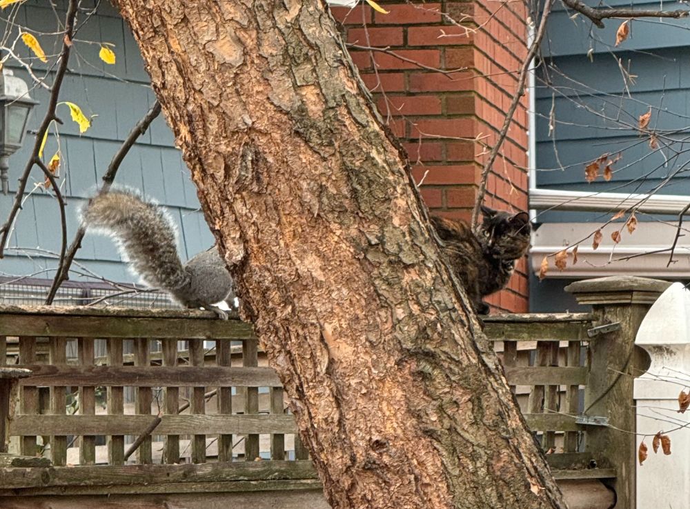 Tortoise shell cat sits on fence near squirrel.