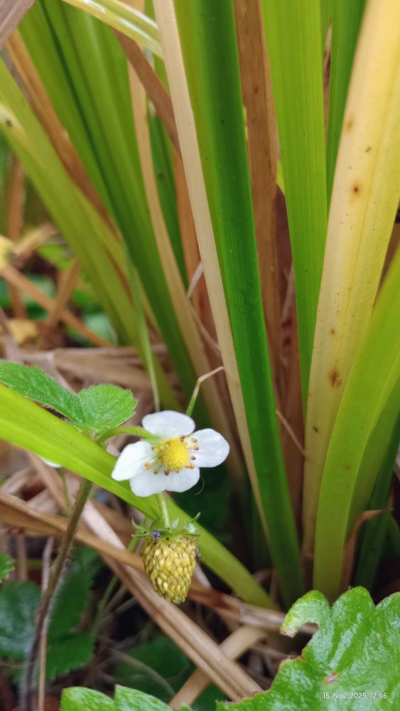 Weiße Blüte mit 5 Blütenblättern gelber Fruchtstand in der Mitte.
Monatserdbeereblüte darunter grüne Frucht 
Daneben sehr schlanke lange Blätter eines Ziergrases