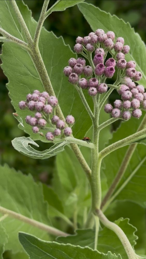 A lady bug crawls on the stem of a flowering plant (likely marsh fleabane).