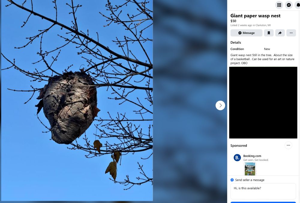A screenshot of a Facebook Marketplace post advertising a "Giant paper wasp nest" for $50. The description reads "Giant wasp next still in the tree. About the size of a basketball Can be used for an art or nature project. OBO." I think OBO means "Or best offer," possibly "Or bee-st offer." Don't whine at that pun, you're getting this post for free.