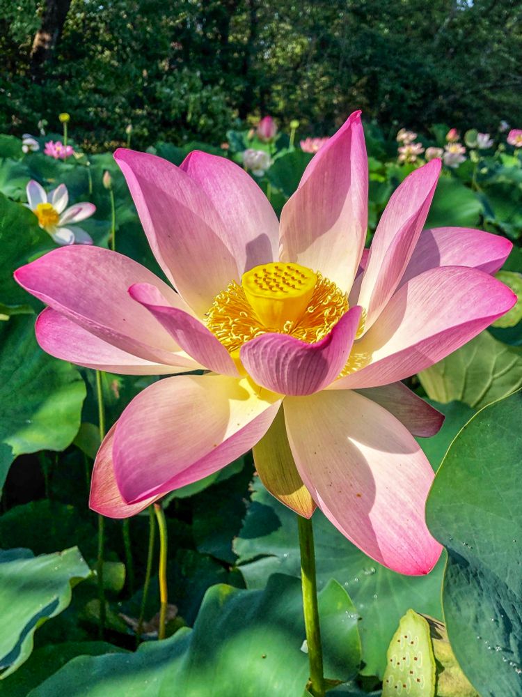 lotus @ Kenilworth Park & Aquatic Gardens