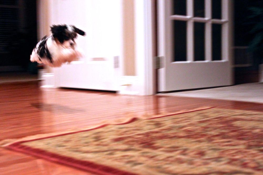 Photo of Rosalita the dog as a pup “jumping a little higher”.