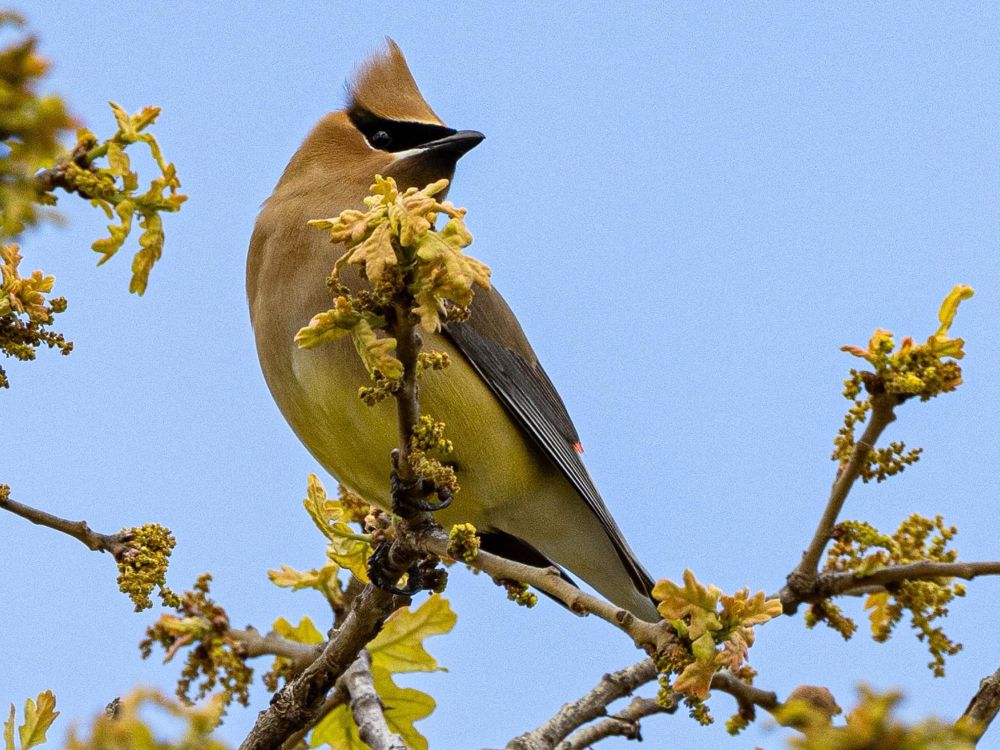 The name "waxwing" comes from the waxy red secretions found on the tips of the secondaries of some birds. The exact function of these tips is not known, but they may help attract mates.
Cedar Waxwings with orange instead of yellow tail tips began appearing in the northeastern U.S. and southeastern Canada in the 1960s. The orange color is the result of a red pigment picked up from the berries of an introduced species of honeysuckle. If a waxwing eats enough of the berries while it is growing a tail feather, the tip of the feather will be orange.
The Cedar Waxwing is one of the few North American birds that specializes in eating fruit. It can survive on fruit alone for several months. Brown-headed Cowbirds that are raised in Cedar Waxwing nests typically don’t survive, in part because the cowbird chicks can’t develop on such a high-fruit diet.
Many birds that eat a lot of fruit separate out the seeds and regurgitate them, but the Cedar Waxwing lets them pass right through. Scientists have used this trait to estimate how fast waxwings can digest fruits.
Because they eat so much fruit, Cedar Waxwings occasionally become intoxicated or even die when they run across overripe berries that have started to ferment and produce alcohol.
Building a nest takes a female Cedar Waxwing 5 to 6 days and may require more than 2,500 individual trips to the nest. They occasionally save time by taking nest materials from other birds’ nests, including nests of Eastern Kingbirds, Yellow-throated Vireos, orioles, robins, and Yellow Warblers.  Courtesy of https://www.allaboutbirds.org/guide/Cedar_Waxwing