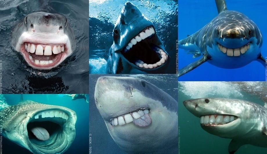 Photomontage de requins avec des dents lisses et humaines.