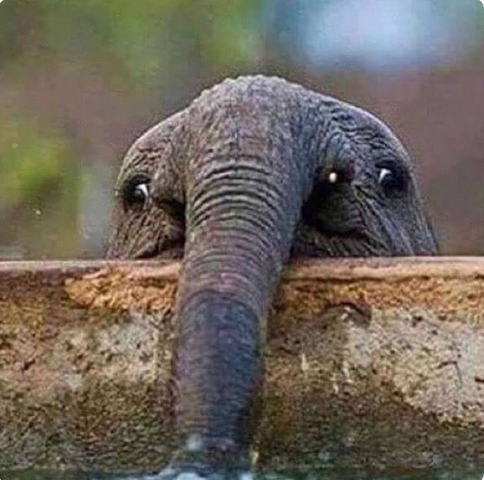 A baby elephant peeking over a wall, its trunk hanging over the other side and its eyes awkwardly pointing sideways.