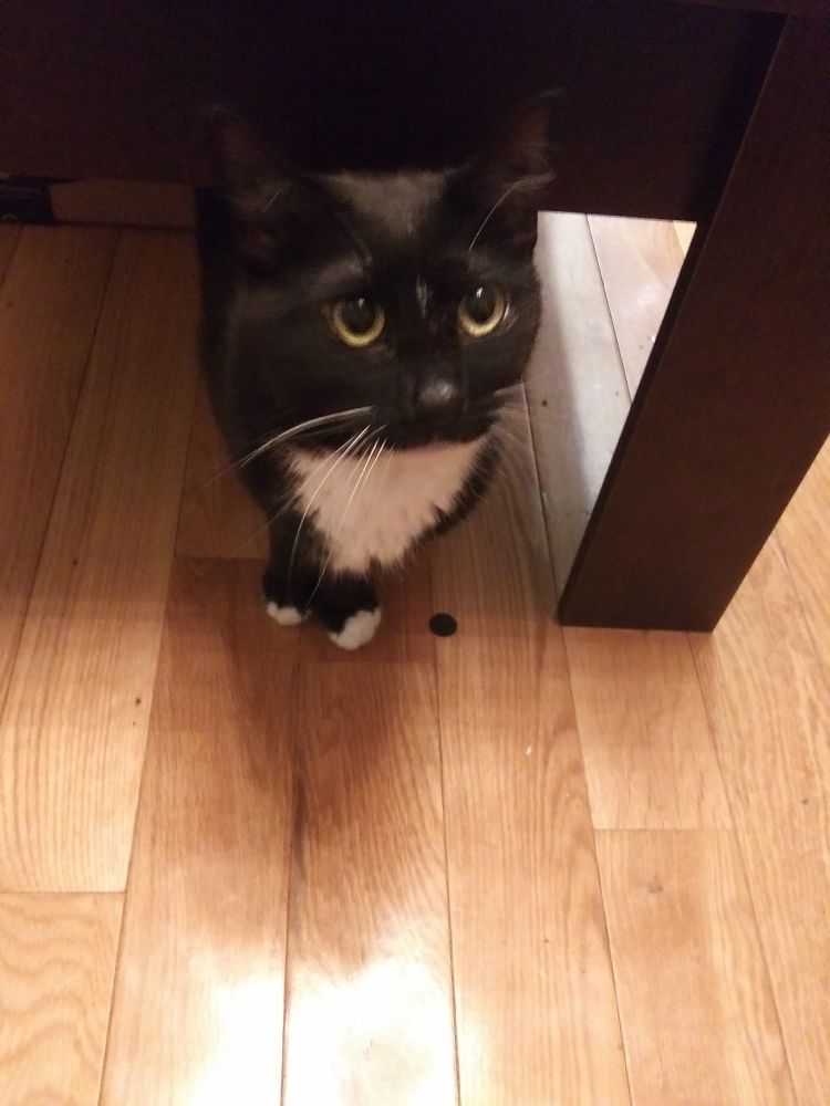 a tuxedo cat with the biggest beanie boo eyes you ever did see